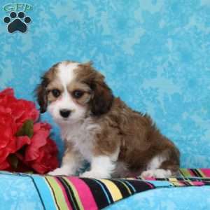 Sapphire, Cavachon Puppy